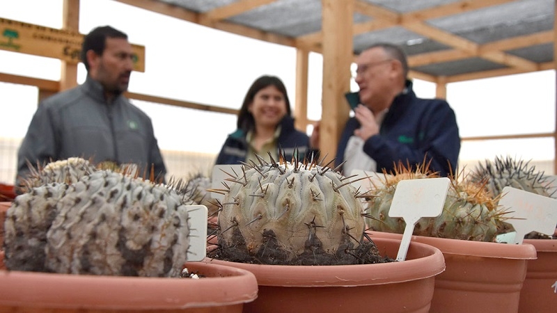 Conaf evalúa pronto retorno al ecosistemas de cactus decomisados en Italia y en la frontera norte de Chile