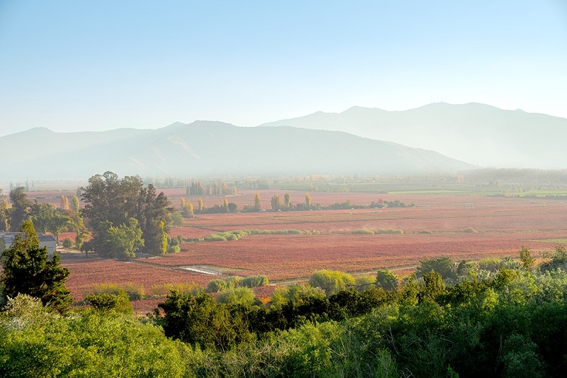 Viña Concha y Toro califica vendimia 2025 como una de las mejores de la última década