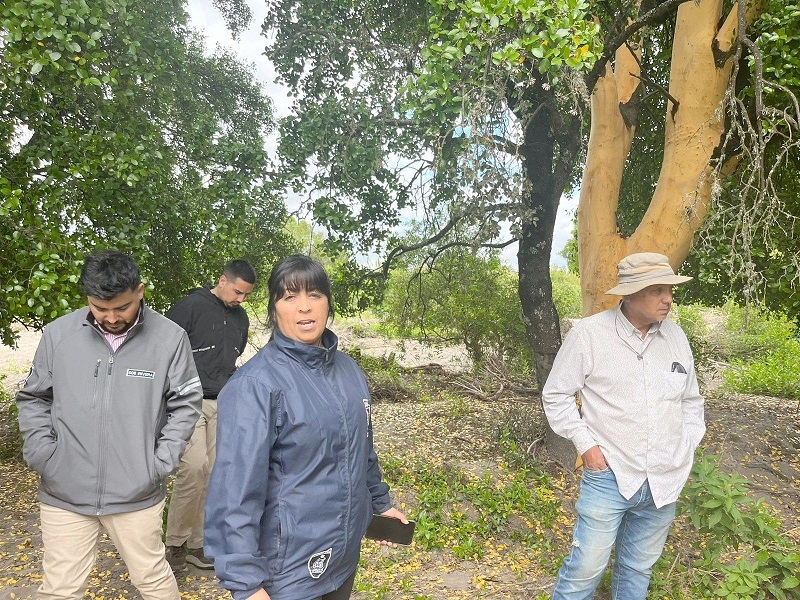 Longaví: Vecinos de Lomas del Río denunciaron extracción de cortezas de árboles Quillay