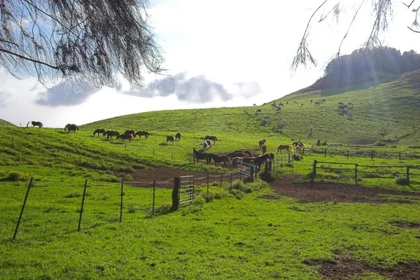 Ministerio de Agricultura extiende el plazo para participar en el concurso Historias de Nuestra Tierra 2025