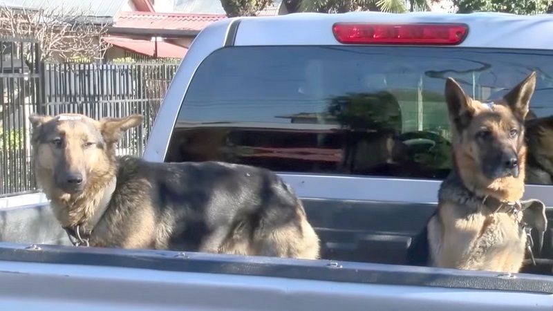 Promueven medidas contra el maltrato animal.