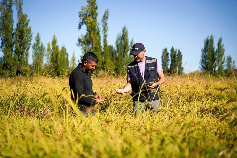 Minagri destinará $7.582   millones para fortalecer la producción nacional de cultivos tradicionales