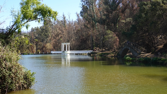 A diez meses del megaincendio: El florecer del Jardín Botánico de Viña del Mar