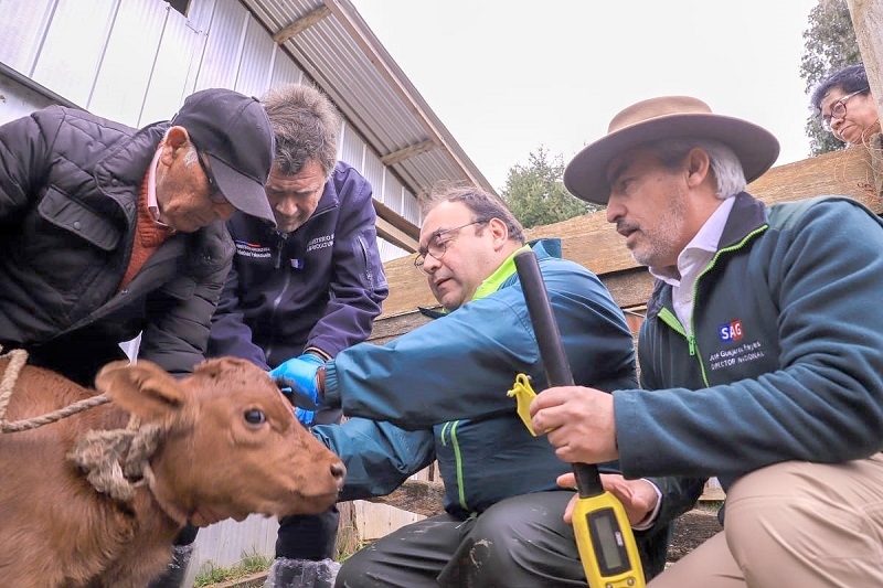 Ministerio de Agricultura anuncia iniciativa para erradicar la brucelosis bovina durante este gobierno