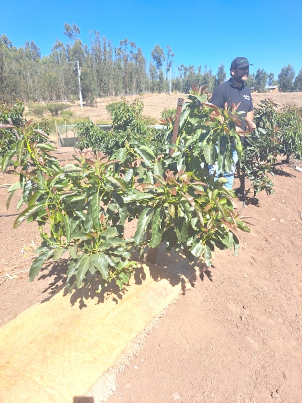 Expo Chile Agrícola 2023: Paltos con poca agua, un robot que poliniza flores y más destacados