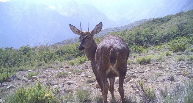 Hallan población de diez huemules en la patagonia chilena