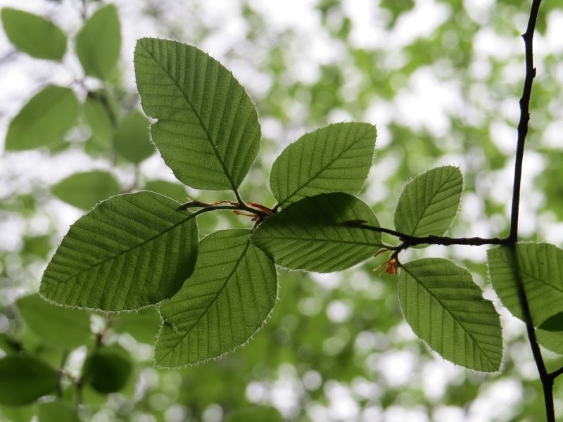 Ministerio del Medio Ambiente invita a conocer al árbol emblema de la Región del Maule: El Ruil