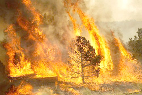 Investigador UCM, Antonio Cabrera  “De mantenerse esta tendencia, los incendios forestales producirán graves daños ambientales”