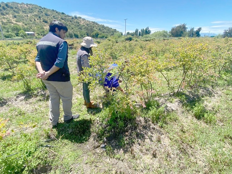 En el Maule: Agricultura recuerda medidas técnicas en respuesta a lluvias y granizos de fin de semana