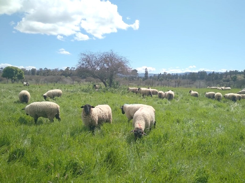 INIA Cauquenes reabre sus puertas para día de campo sobre forrajeras de secano