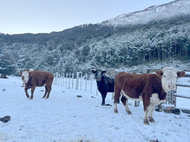 Ministerio de Agricultura recuerda disponibilidad de los seguros agropecuarios con subsidio estatal  