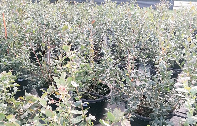 Llaman a adoptar medidas preventivas para evitar peligrosa enfermedad en huertos de berries
