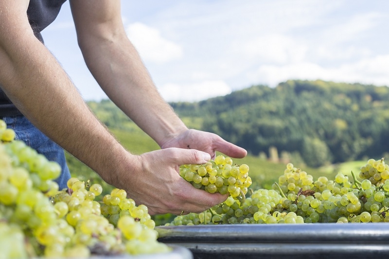 Vendimia 2022: Los desafíos detrás del alza en la demanda de vinos