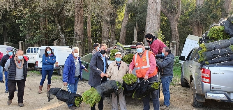 Corma ayuda a impulsar reforestación de bosques que se quemaron en comunas del Maule
