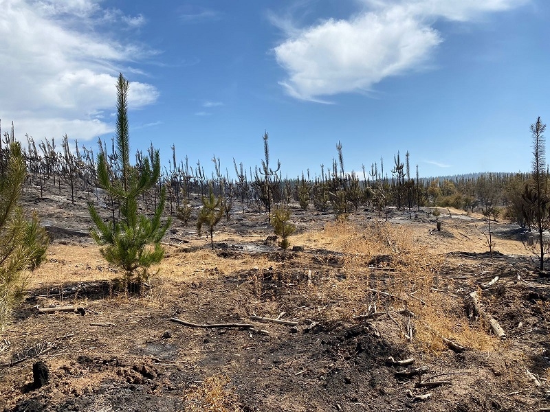 SENAPRED actualiza estado de incendios y alertas en el Maule.