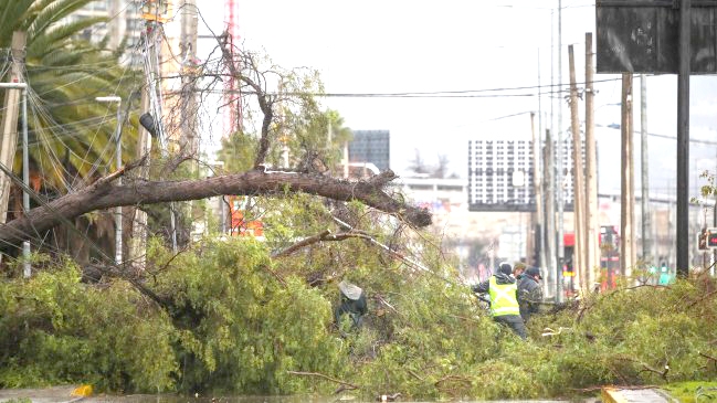  Sistema frontal: Araucanía registra caídas de árboles y Biobío lluvias de hasta 80 milímetros