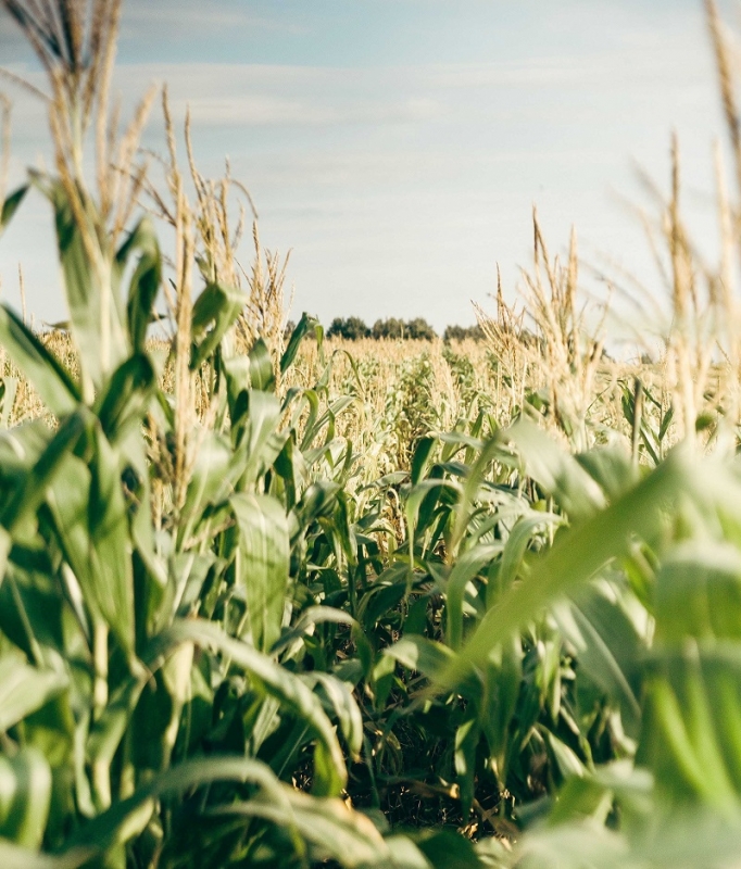Aumento de las temperaturas podría complicar a la agricultura de la zona central del país