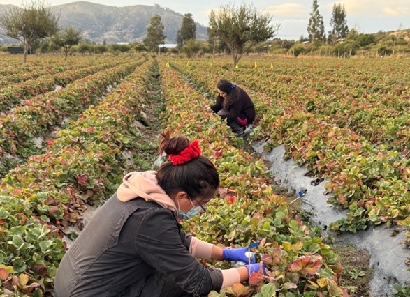 Finaliza primera etapa de ensayo que busca alargar la vida útil de frutillas