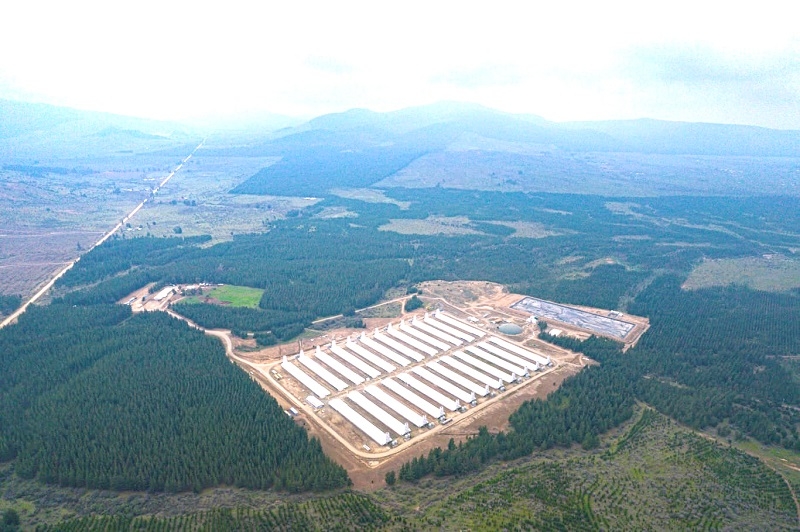 Por unanimidad, Tribunal confirman Resolución Ambiental para granja de Agrícola Coexca S.A. en San Javier