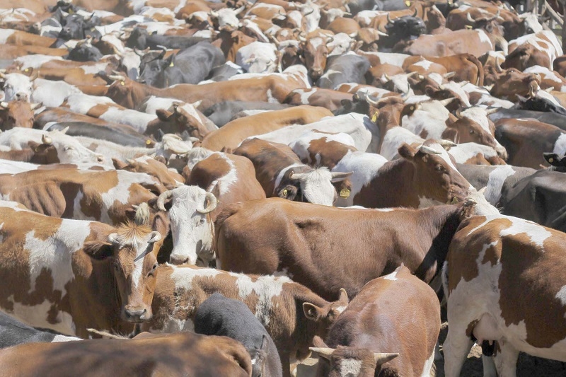SAG en alerta por detección en Estados Unidos de vacas lecheras positivas a influenza aviar