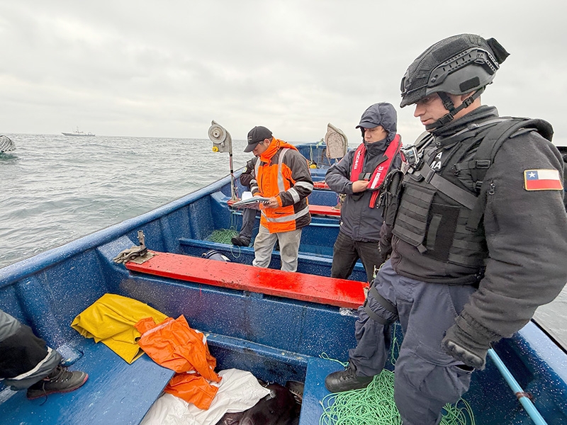 Sernapesca Maule incautó más de 21 toneladas de jibia en zona de pesca