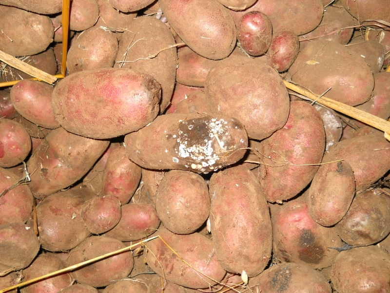 Enfermedades que afectan a las papas serán abordadas en Semana de Sanidad Vegetal y Medio Ambiente