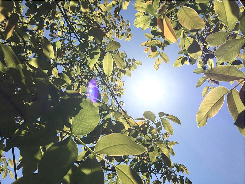 Experto UTalca: Ola de calor de hasta 37  grados afectaría al valle central 