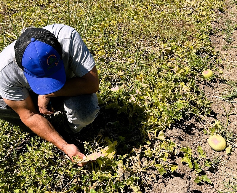 Proyecto busca mejorar sistema inmune en melones y sandías
