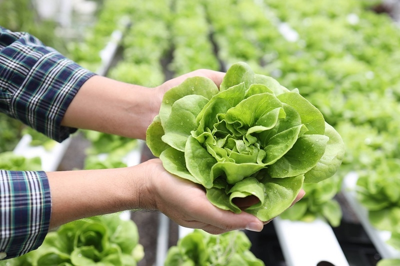 Manejo integral de plagas: La mejor alternativa para evitar el exceso de plaguicidas en los cultivos de lechuga