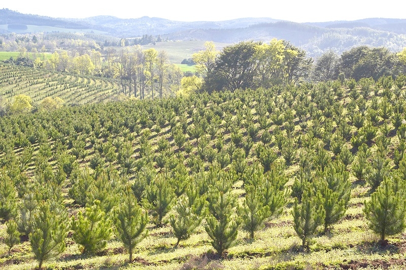 CORMA reconoce avance clave para fortalecer la institucionalidad del nuevo Servicio Nacional Forestal