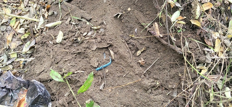 PDI recuperó especies sustraídas en San Javier