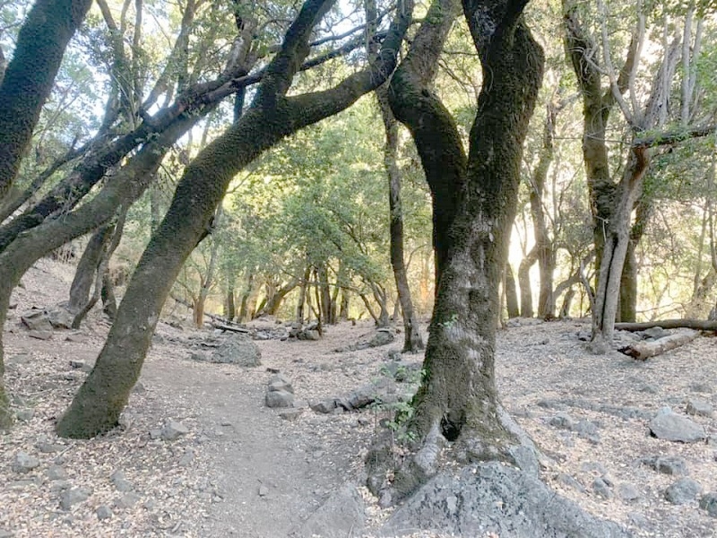Gobierno Regional del Maule encabezará la mesa de Conservación “Bellotos del Sur” en Linares