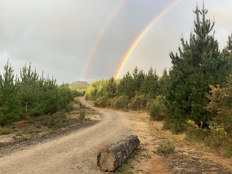 Demanda futura de madera plantea desafío de plantar árboles para evitar deforestación o extinción de los bosques naturales