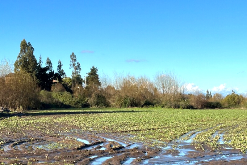 Demanda por terrenos agrícolas crece más de un 50% entre O’ Higgins y Maule con foco en agroresidencial y desarrollos productivos