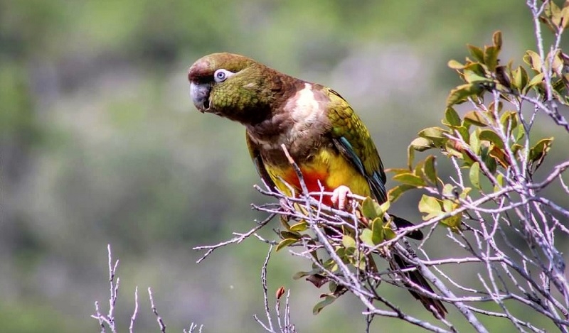 TRICAHUE...EL LORO DEL FIN DEL MUNDO