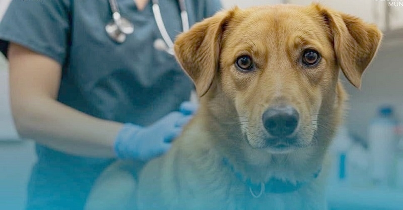 Veterinaria Municipal de Linares se trasladó a su nueva dirección de avenida Presidente Ibáñez