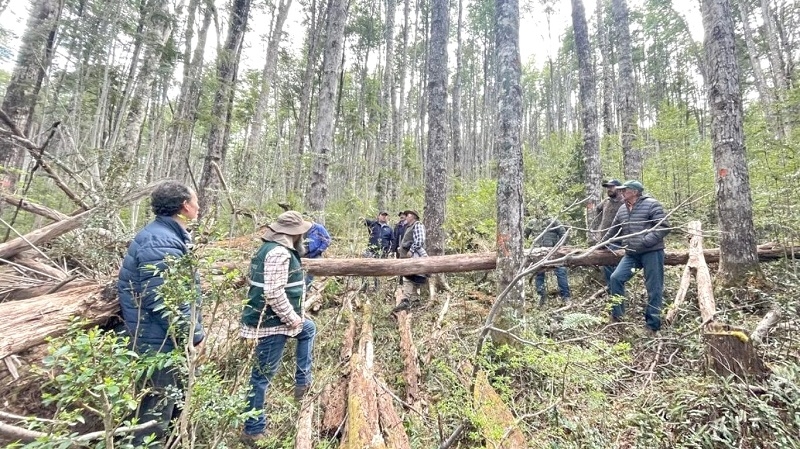 Cámara despachó nuevo Servicio Nacional Forestal que reemplaza a la Conaf