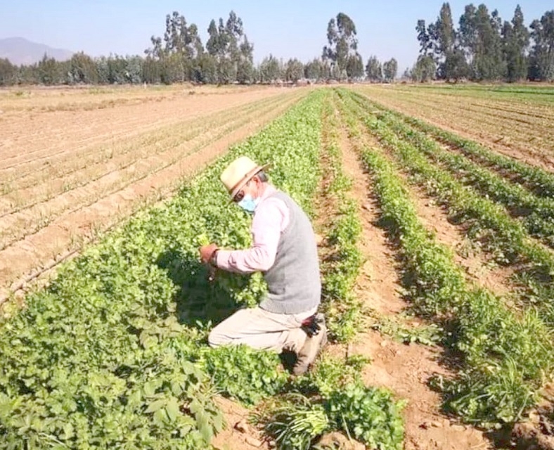 Autoridades del agro insisten en la contratación de seguros agrícolas ante eventualidades climáticas