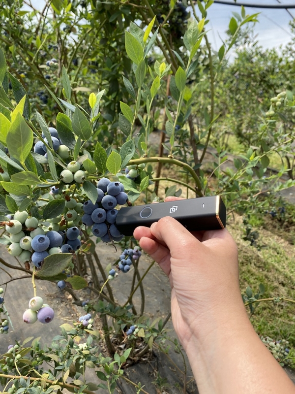 Nueva tecnología permite determinar la calidad de los arándanos