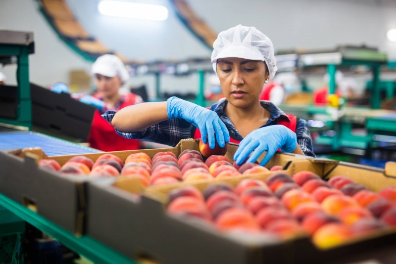 Informe del Observatorio Laboral revela importante recuperación económico-laboral en Maule durante 2022