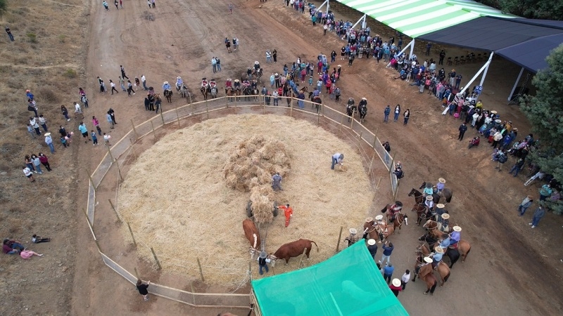 Este fin de semana Colbún revivirá tradiciones con la “Trilla a Yegua Suelta”