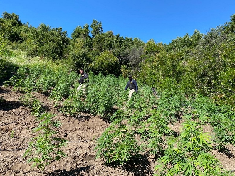 Plan Cannabis Maule logra incautar 9 mil plantas equivalentes a 3 mil 500 millones de pesos.