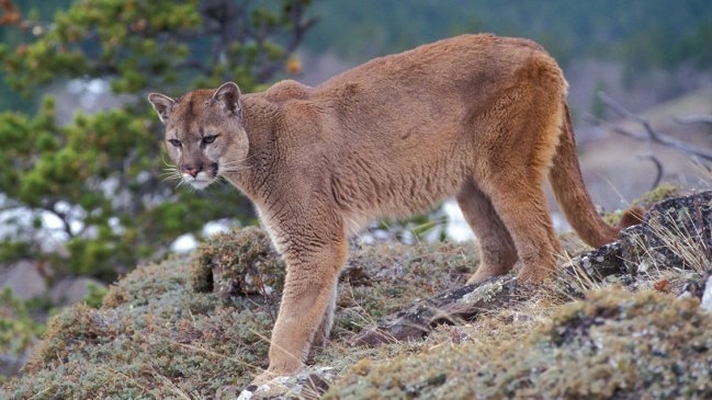Estudio: El miedo al puma en Chile está vinculado a la _percepción social_