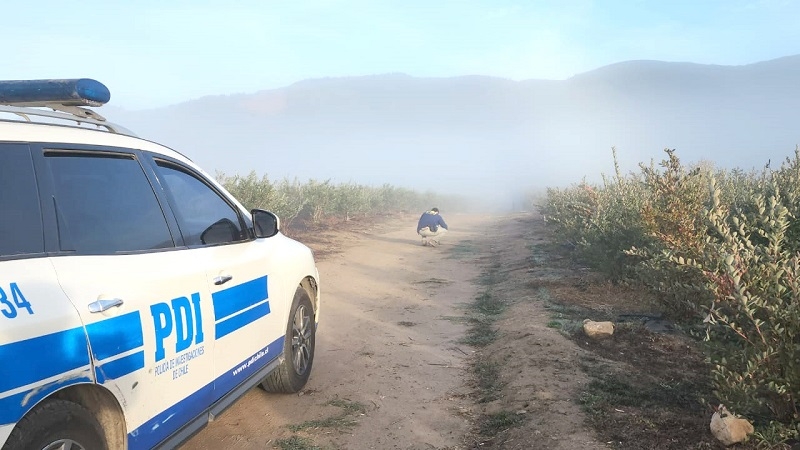  Cauquenes ampliado en la detención sujeto por caso de homicidio en sector Pilén Alto