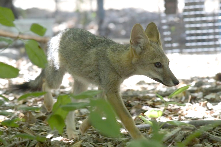  Luego de 3 meses de haber sido encontrados: Cachorros de zorro chilla son trasladados a jaula de aclimatación