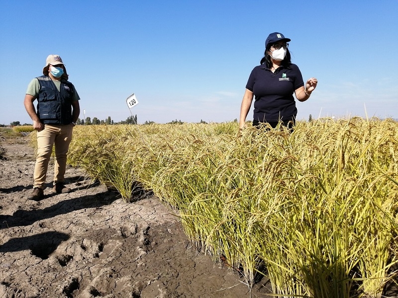 Investigadora INIA advierte complejo escenario para producción arrocera nacional por falta de agua 