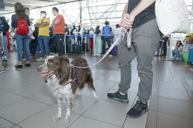 Ministerio de Agricultura recomienda informarse y programarse para viajar con mascotas al extranjero