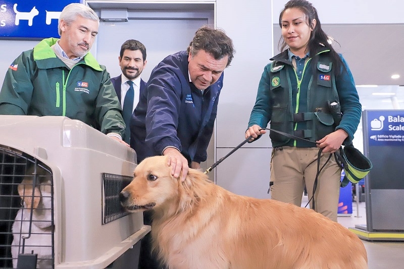 Debido al aumento de viajes con mascotas, el SAG facilita trámites para dueños de perros y gatos