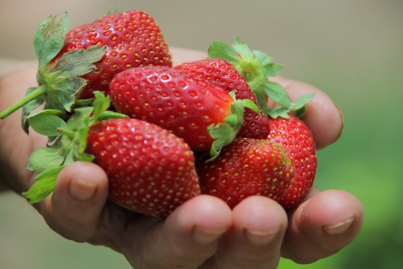 SAG cambia estatus del nematodo que afecta a la frutilla y refuerza medidas de control en viveros