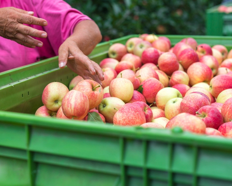 Investigan potencial de los desechos vegetales  como insumo para el sector industrial   